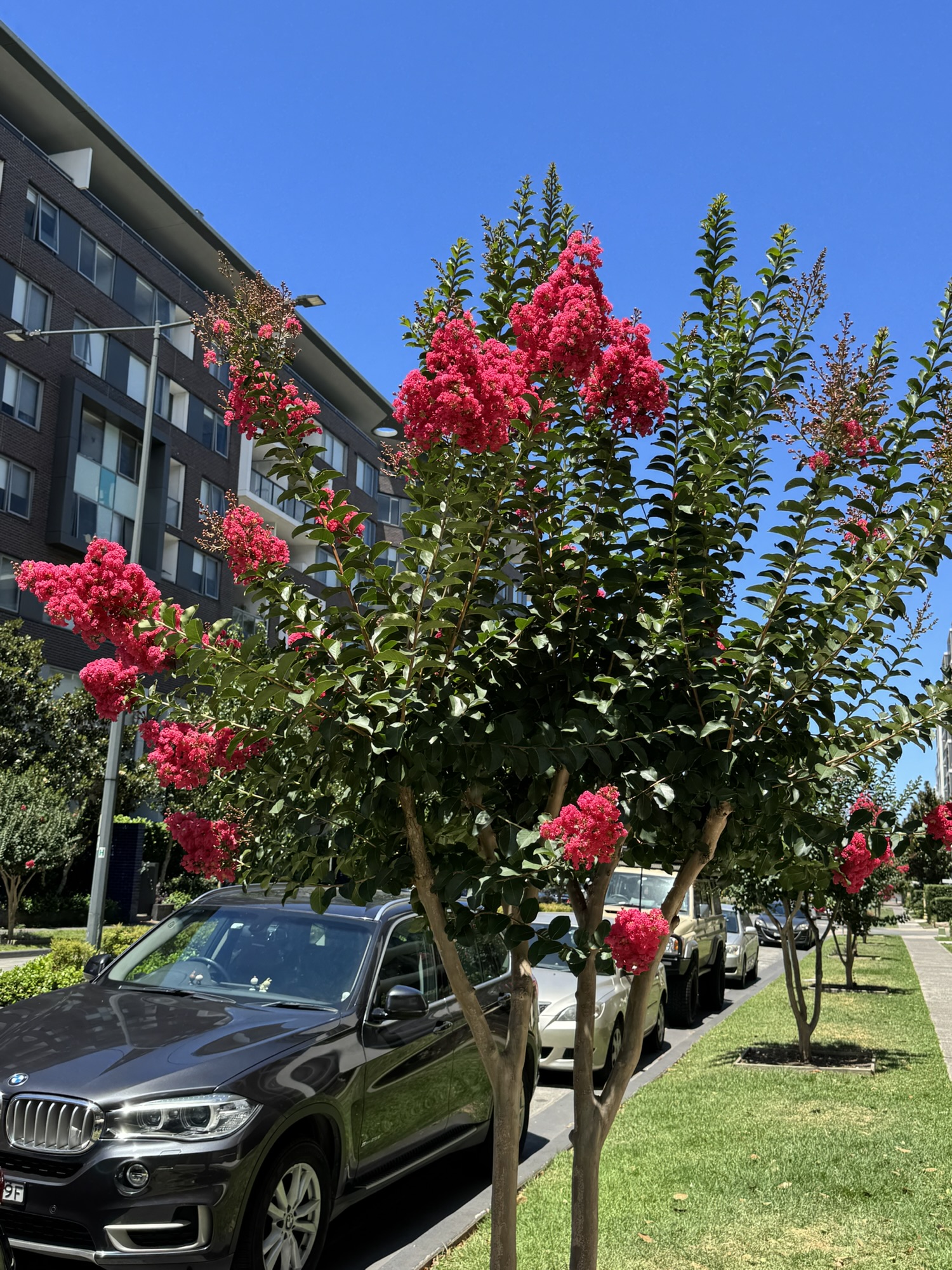 Crepe myrtle-Lagerstroemia indica