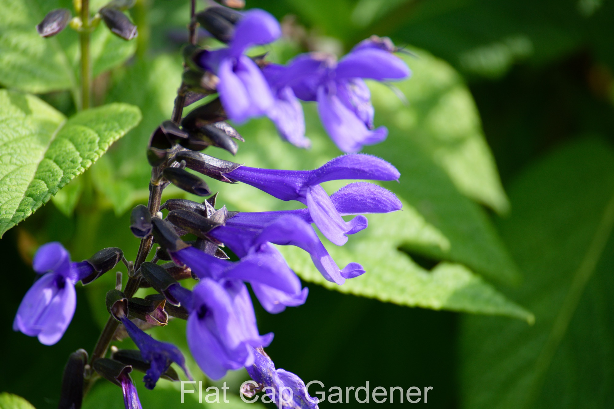 Blue anise sage-Salvia guaranitica