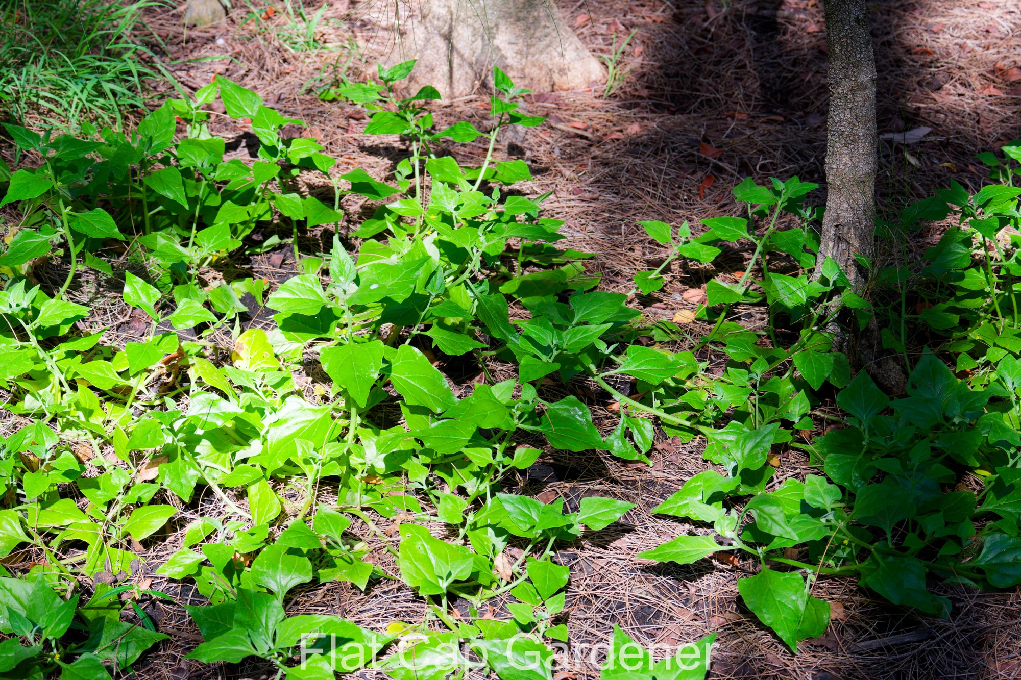 Warrigal greens-Tetragonia tetragonioides