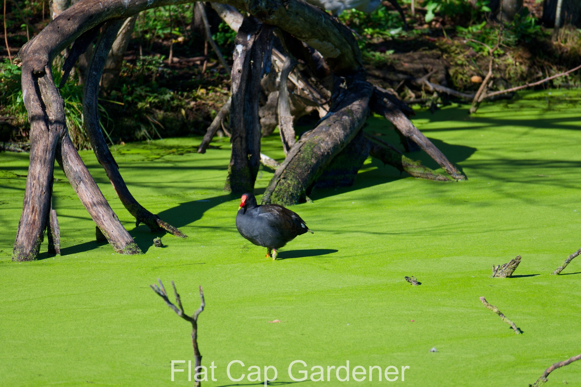 Birds of Sydney Park wetlands