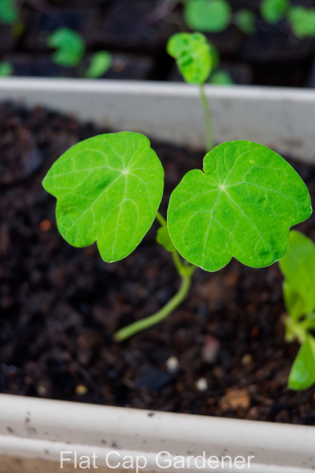 Sudden growth in the garden