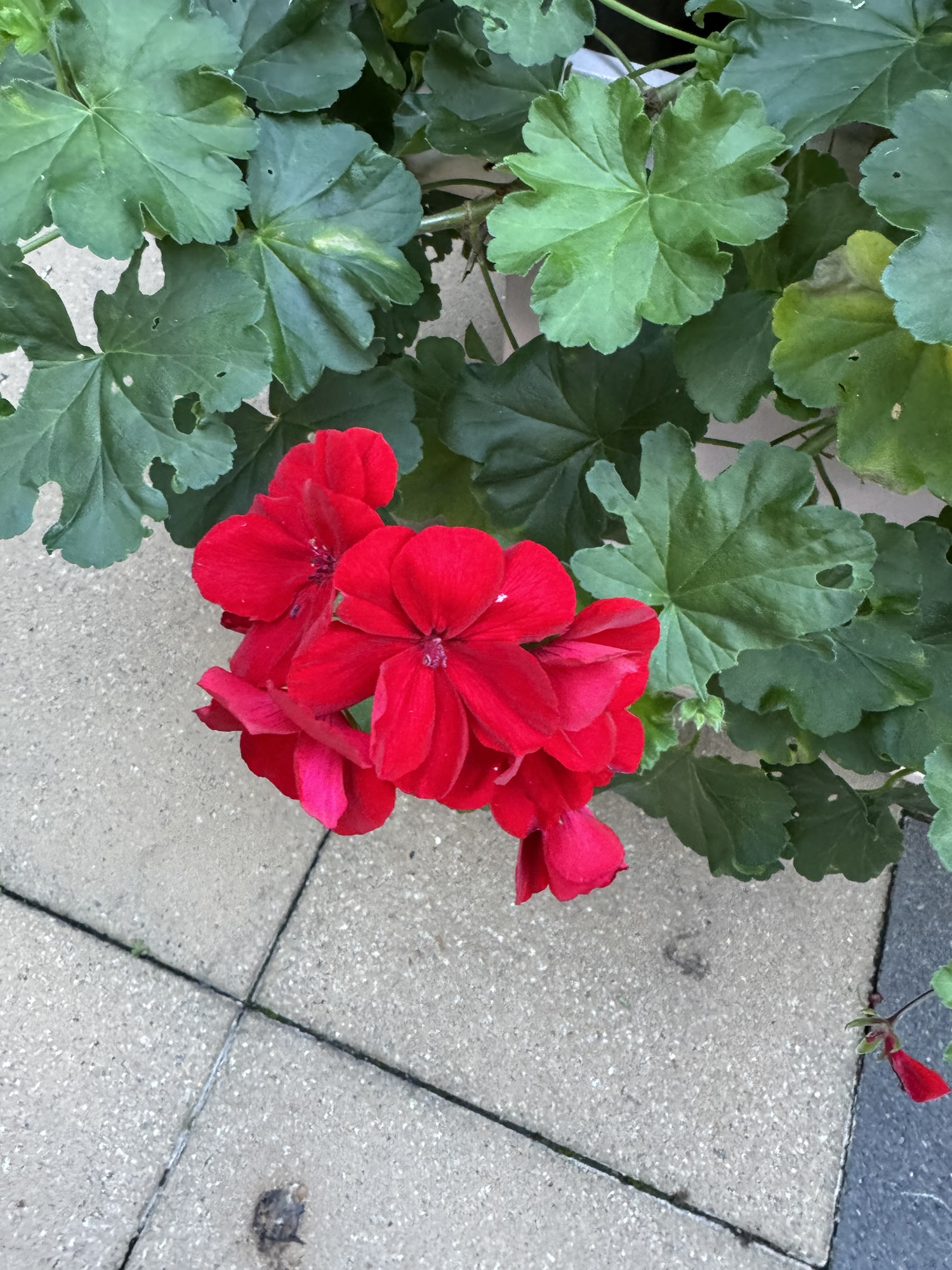 Flower Friday-19/06/26