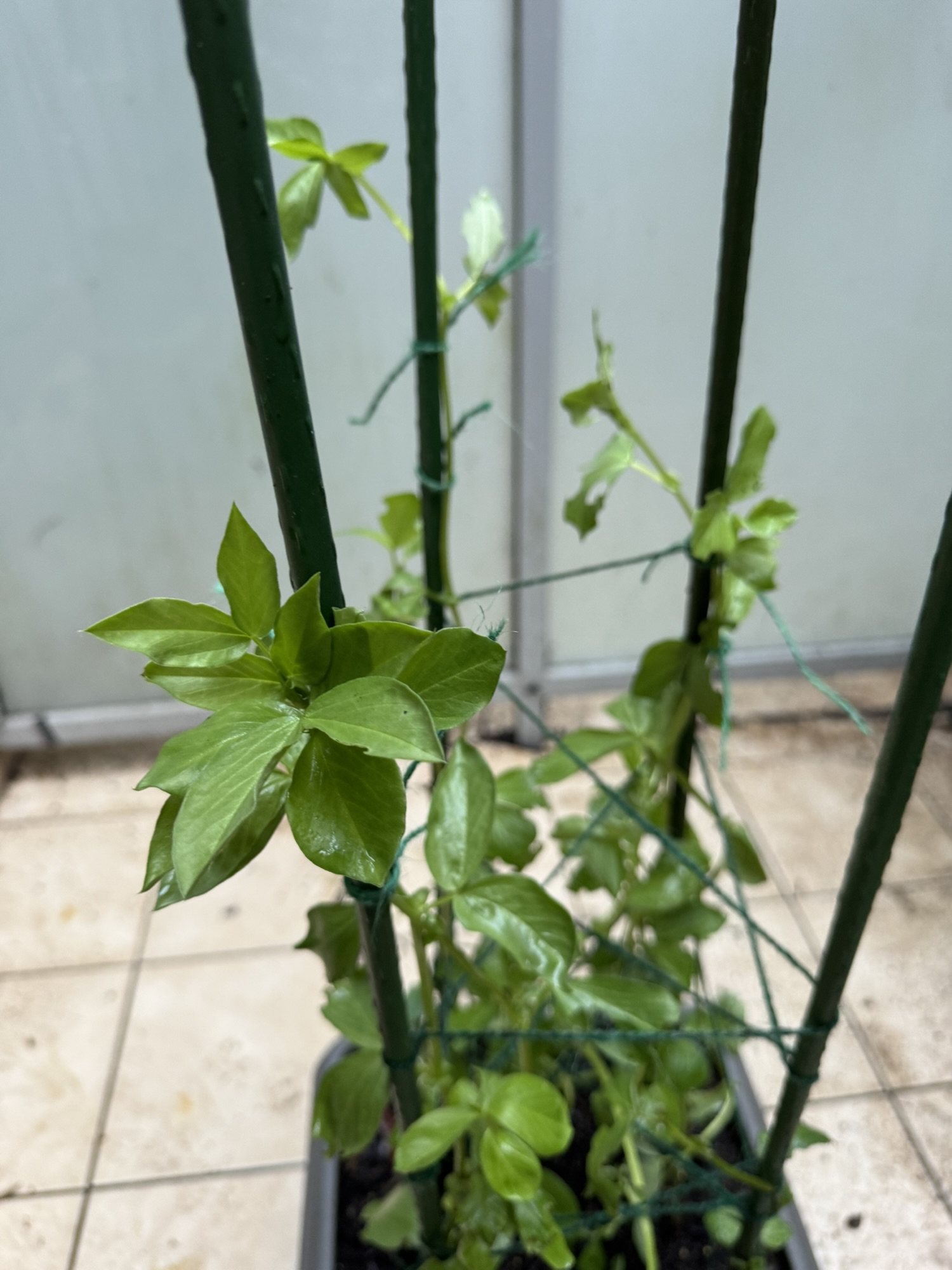 A quiet weekend in the garden