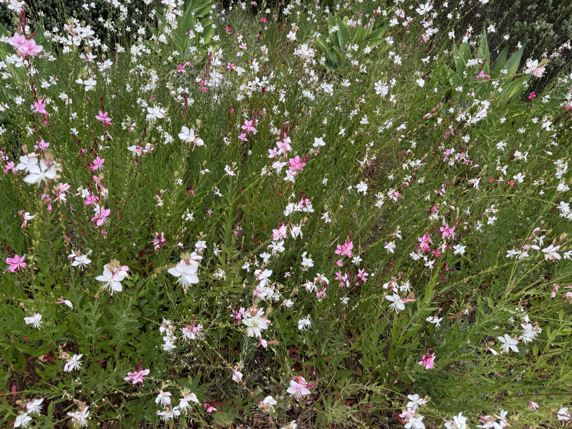 Butterfly bush-Gaura lindheimeri