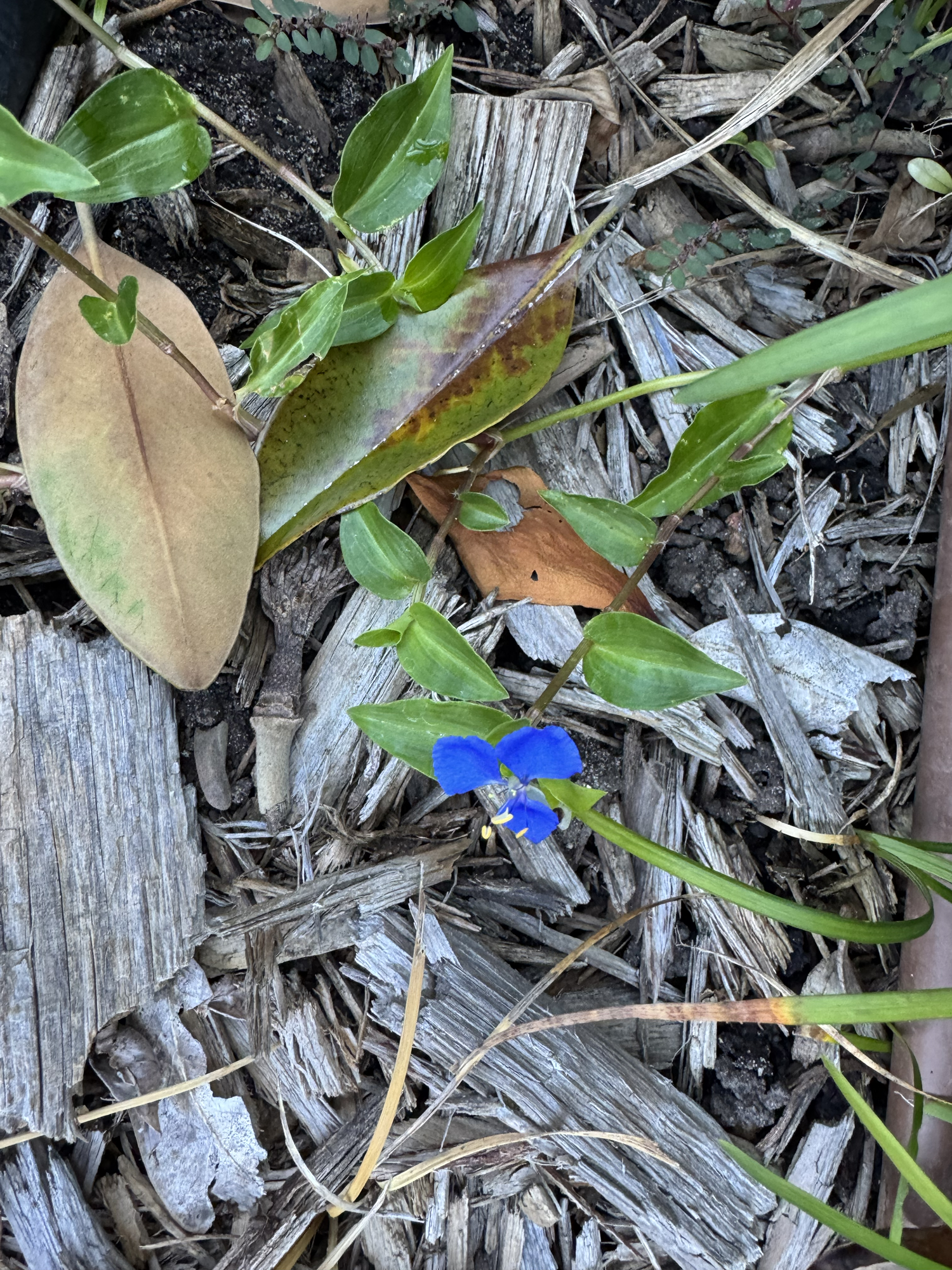 Scruvy weed-Commelina cyanea
