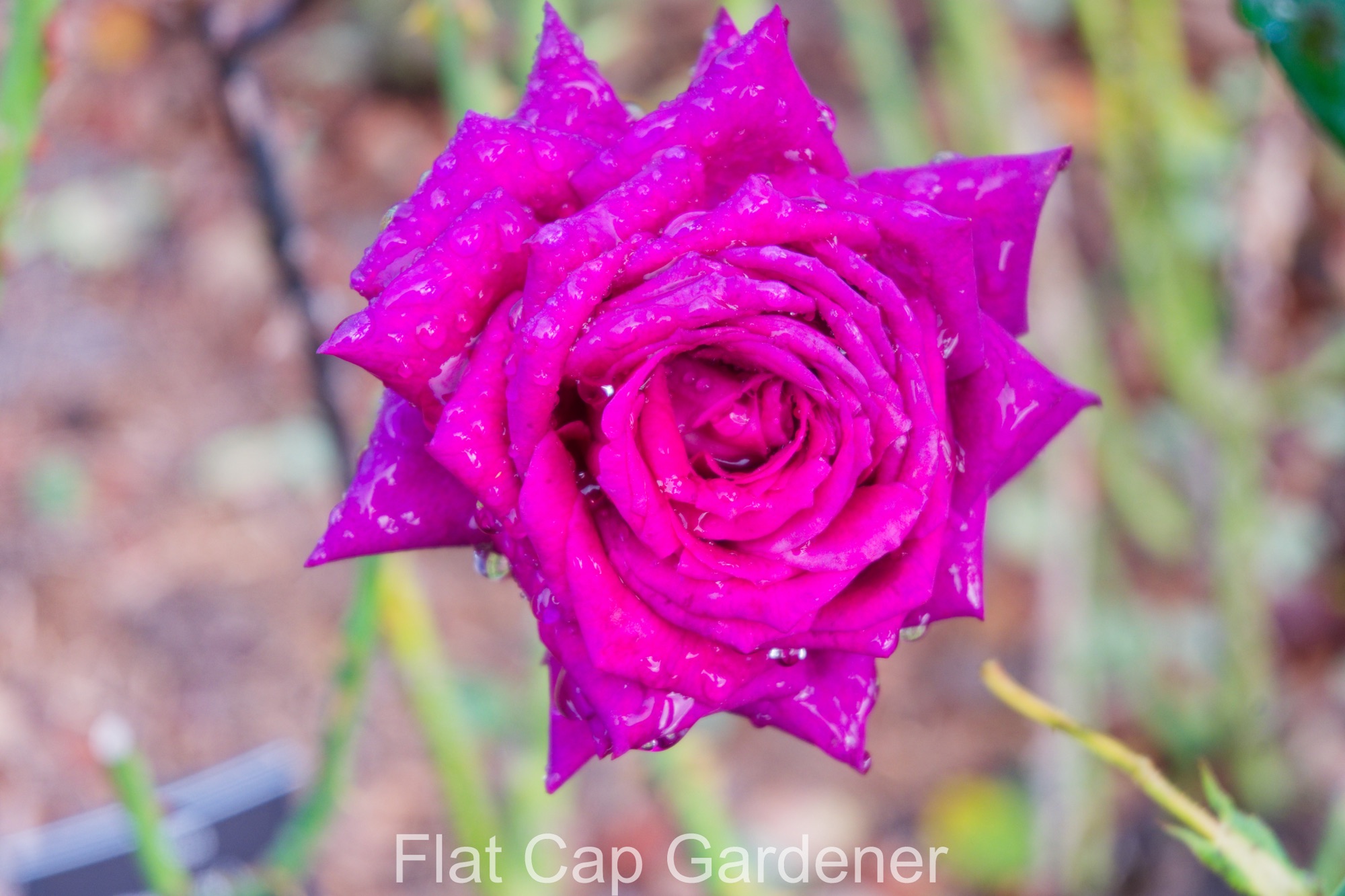 Roses from Sydney’s botanic gardens