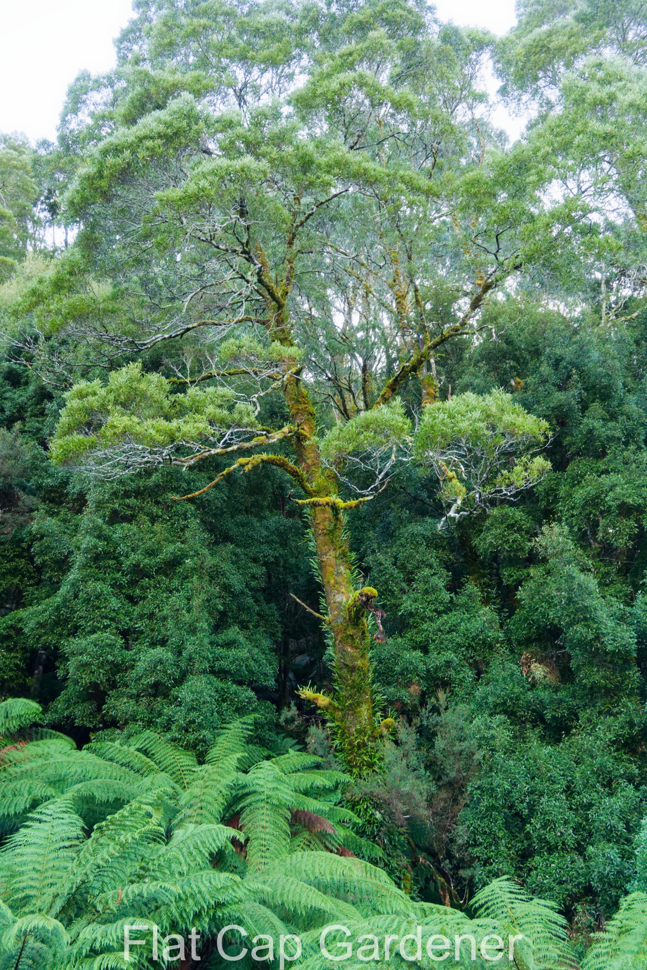 Tasmania