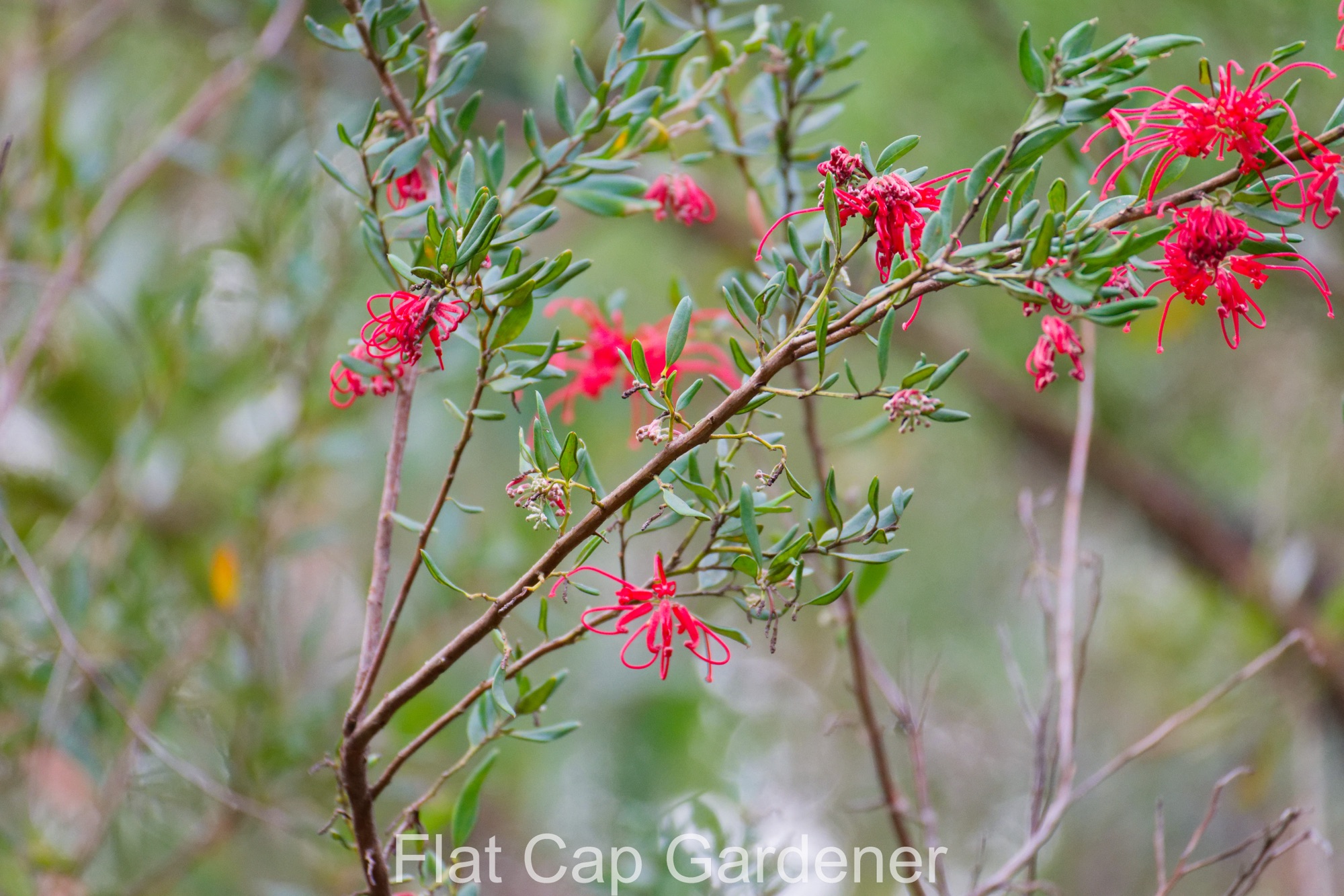 Red spider flower-Grevillea speciosa
