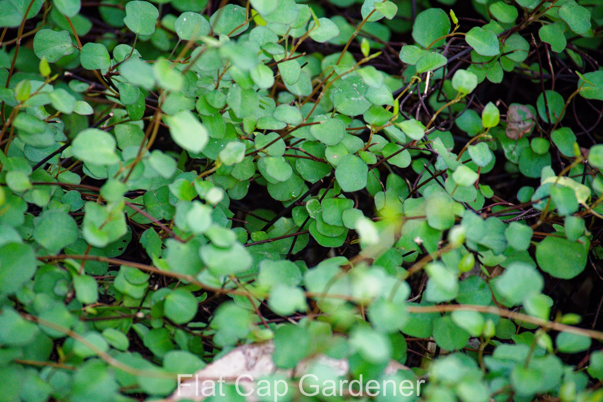 Maidenhair vine-Muehlenbeckia complexa