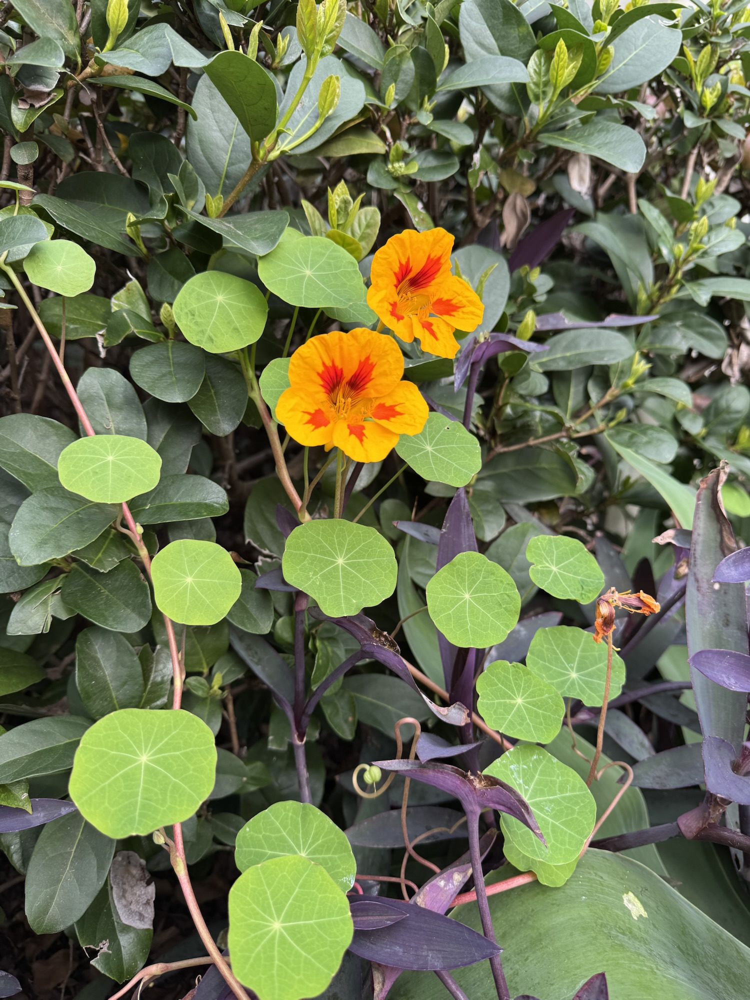 The flowers of my week