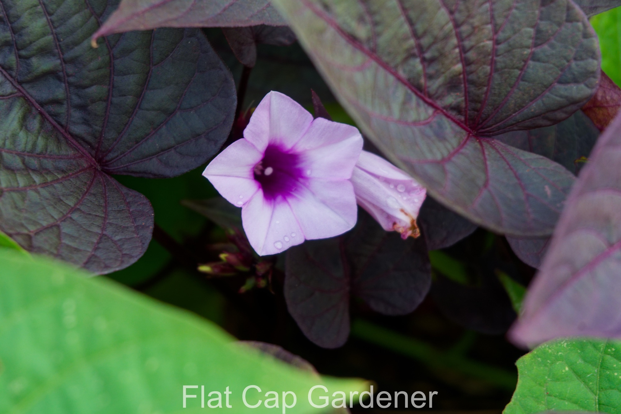 Ipomoea batatas ‘Sweet Caroline Sweetheart Purple’
