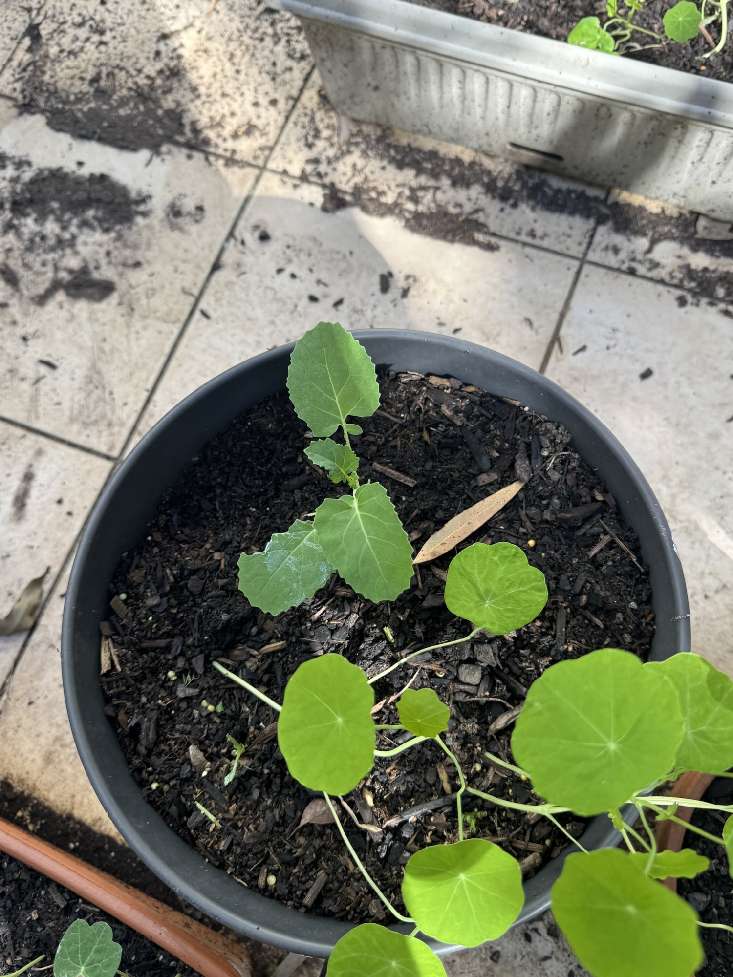 A quick bit of bean staking and a little snail damage