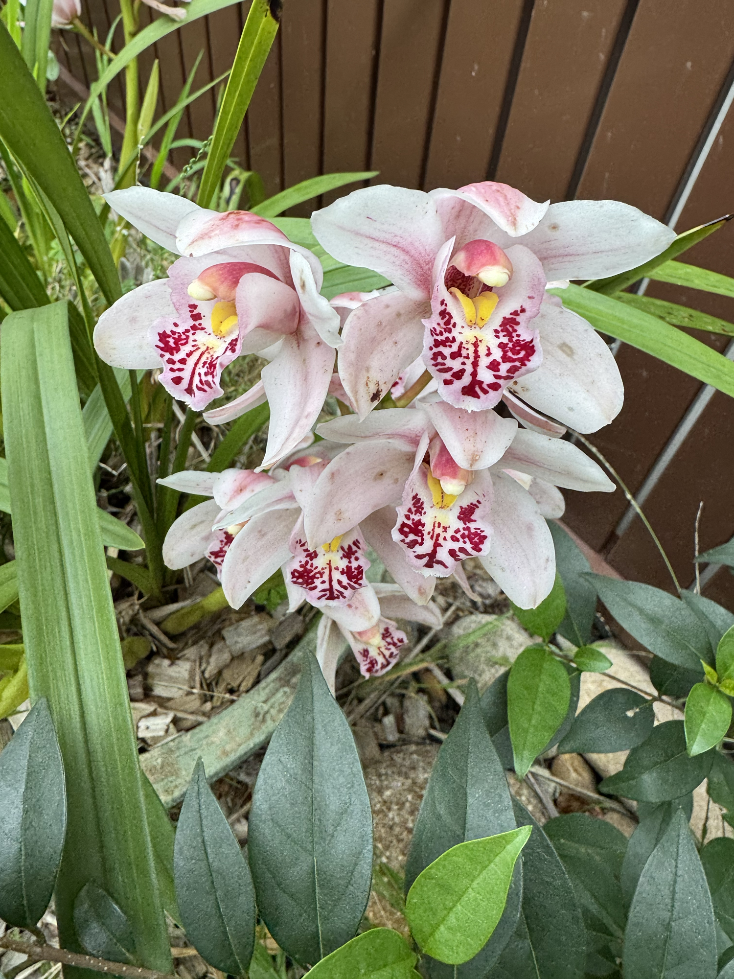 Flower Friday-26/08/26