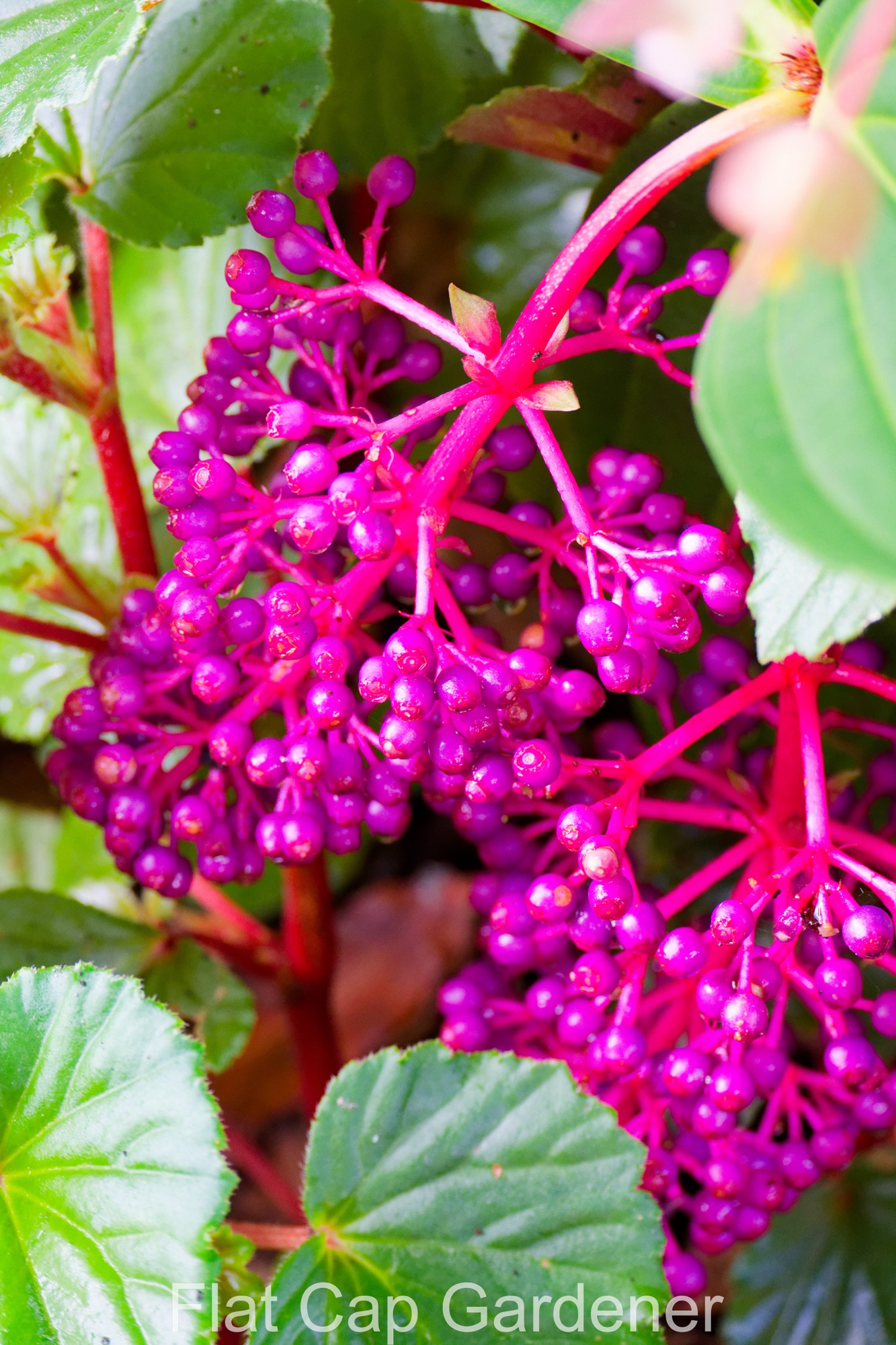 Showy medinilla-Medinilla cummingii