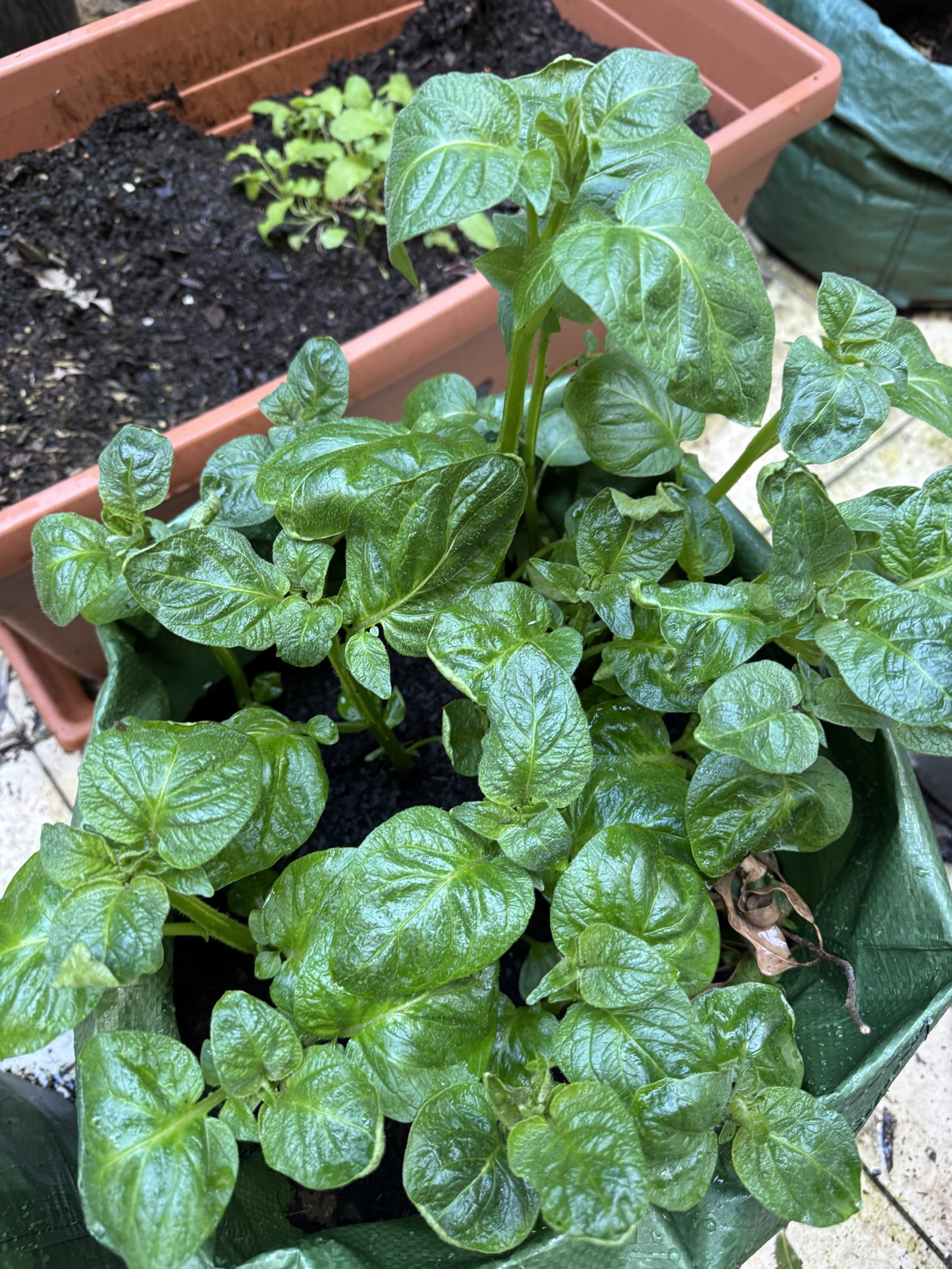 Saturday morning in the garden