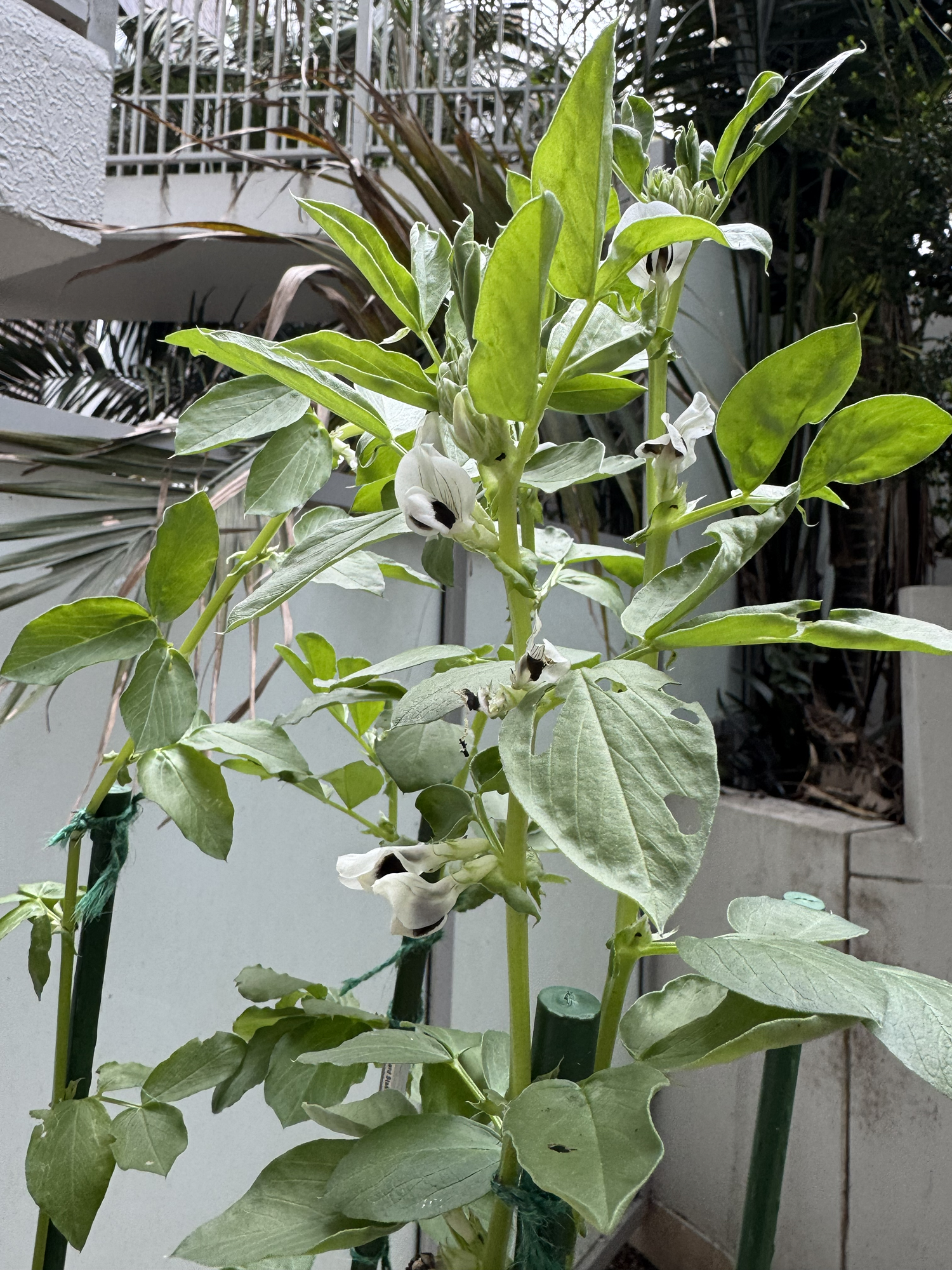 A Wednesday walk in the garden