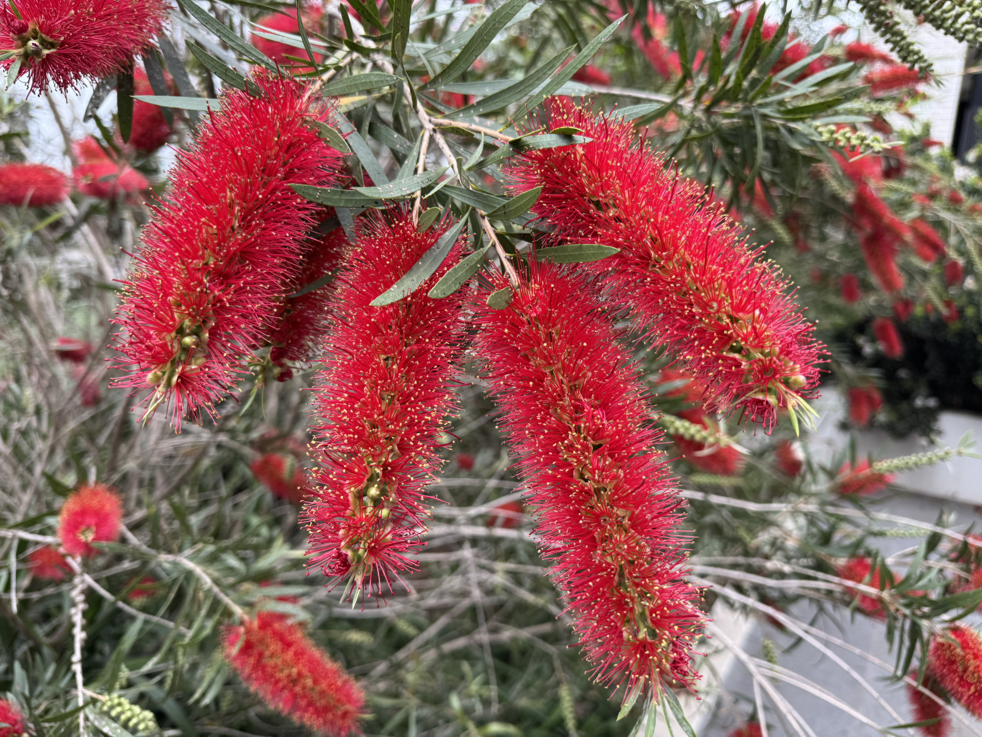 Flower Friday-25/09/26
