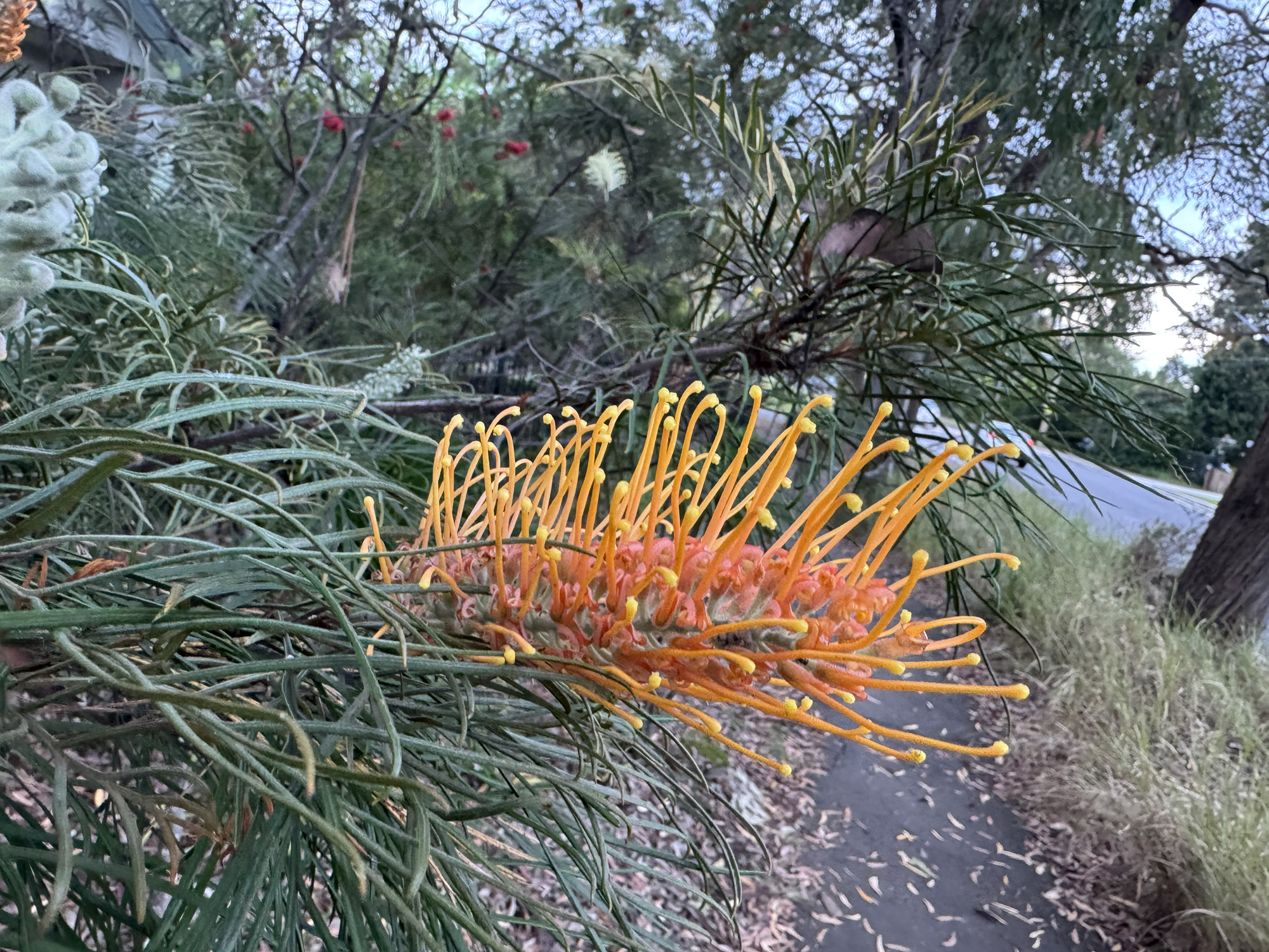 A few flowers