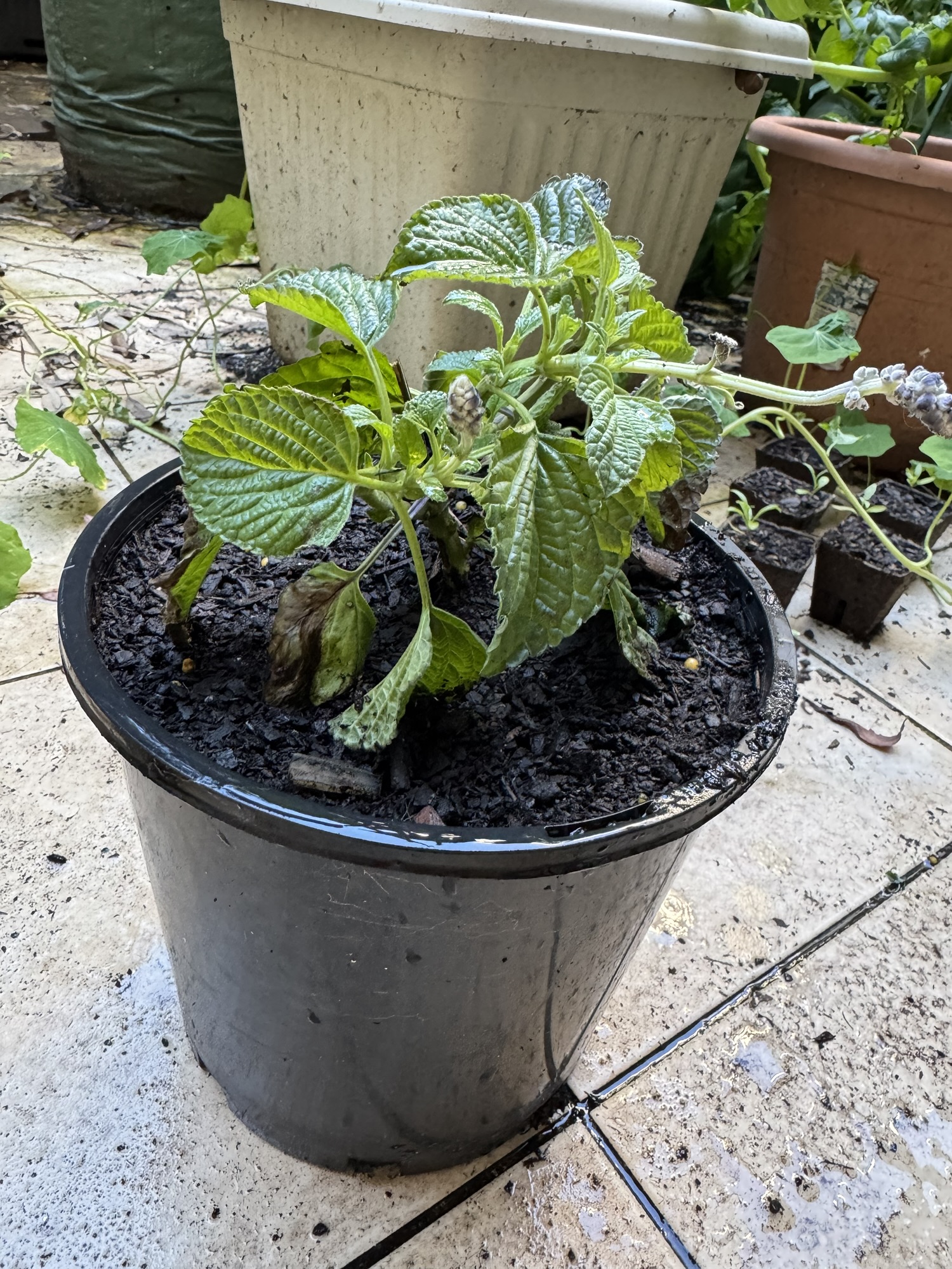 A quick potting-up session
