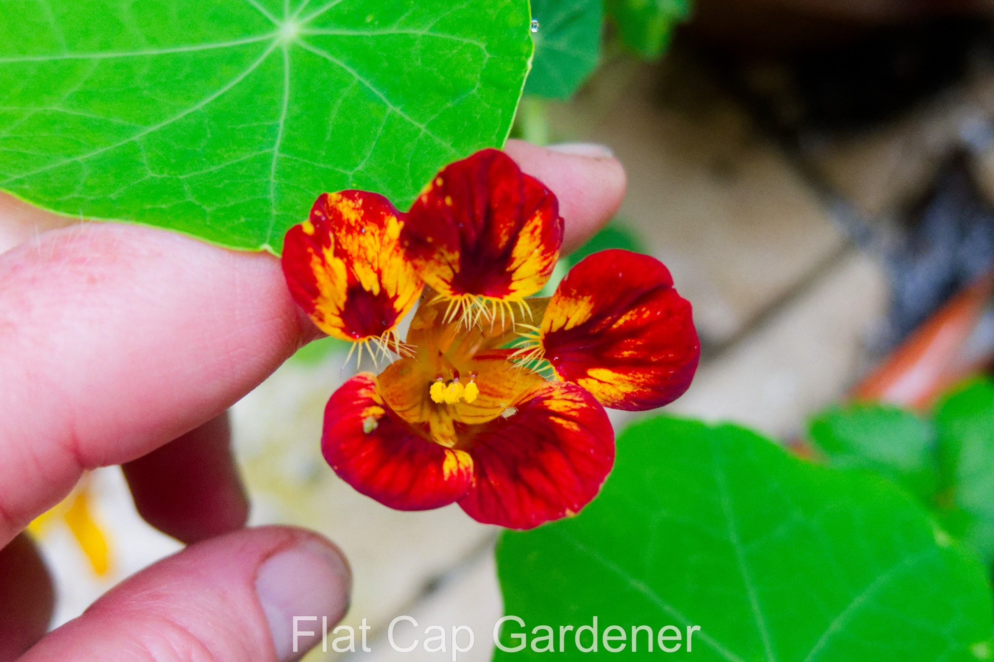 Potting up and more nasturtium flowers