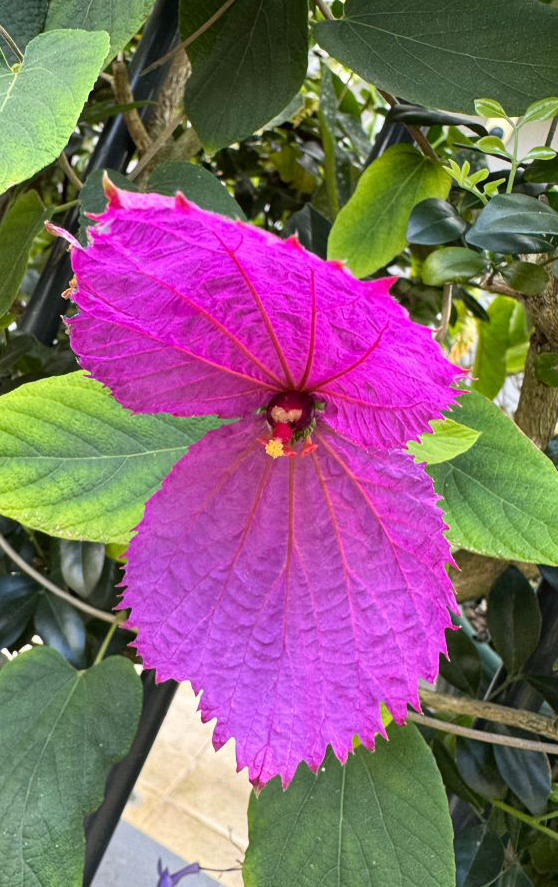 Flower Friday-23/10/26