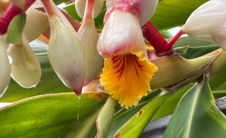 Flower Friday 30/10/26